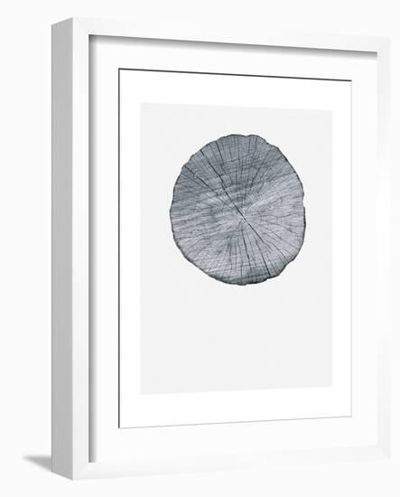 Old Growth Ring Print-Sam Appleman-Framed Art Print