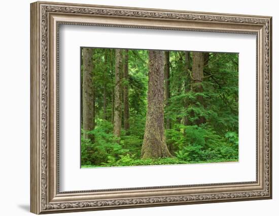 Old Growth Sitka Spruce in Mora campground of Olympic National Park-Alan Majchrowicz-Framed Photographic Print