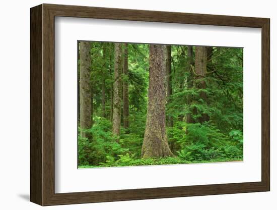 Old Growth Sitka Spruce in Mora campground of Olympic National Park-Alan Majchrowicz-Framed Photographic Print