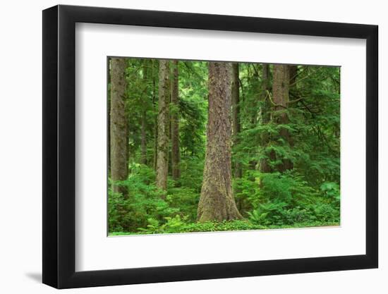 Old Growth Sitka Spruce in Mora campground of Olympic National Park-Alan Majchrowicz-Framed Photographic Print