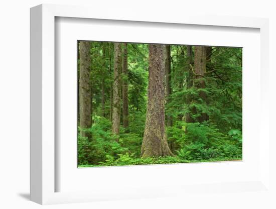 Old Growth Sitka Spruce in Mora campground of Olympic National Park-Alan Majchrowicz-Framed Photographic Print