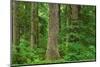Old Growth Sitka Spruce in Mora campground of Olympic National Park-Alan Majchrowicz-Mounted Photographic Print