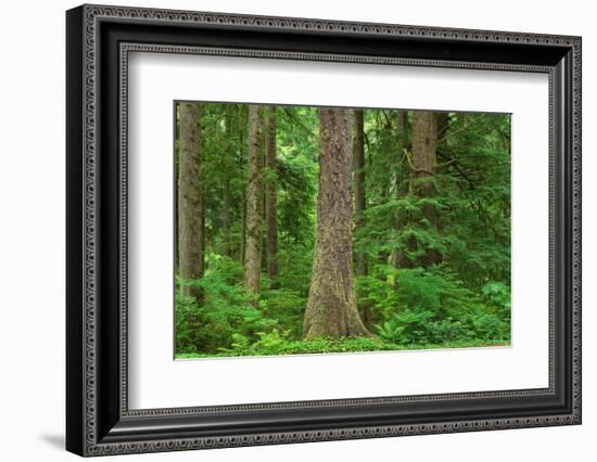 Old Growth Sitka Spruce in Mora campground of Olympic National Park-Alan Majchrowicz-Framed Photographic Print