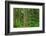 Old Growth Sitka Spruce in Mora campground of Olympic National Park-Alan Majchrowicz-Framed Photographic Print