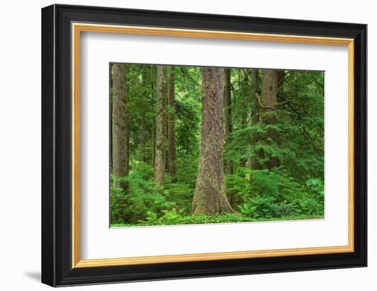 Old Growth Sitka Spruce in Mora campground of Olympic National Park-Alan Majchrowicz-Framed Photographic Print