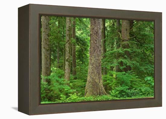 Old Growth Sitka Spruce in Mora campground of Olympic National Park-Alan Majchrowicz-Framed Premier Image Canvas