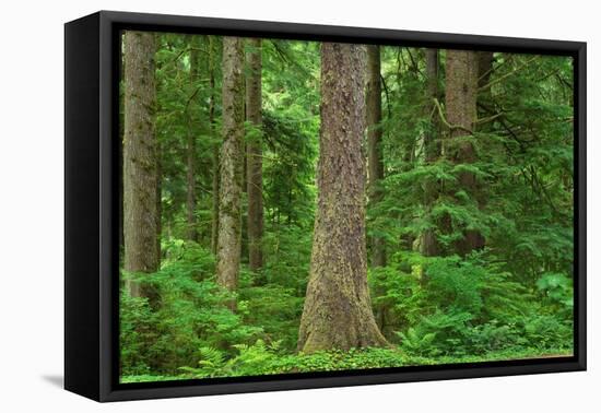 Old Growth Sitka Spruce in Mora campground of Olympic National Park-Alan Majchrowicz-Framed Premier Image Canvas