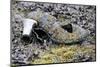 Old High Heeled Shoe Covered in Lichen, Wrangel Island, Far Eastern Russia. September 2010-Sergey Gorshkov-Mounted Photographic Print