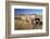 Old Horse-Drawn Wagons with the Rocky Mountains in the Background, Alberta, Canada-Miles Ertman-Framed Photographic Print