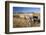 Old Horse-Drawn Wagons with the Rocky Mountains in the Background, Alberta, Canada-Miles Ertman-Framed Photographic Print