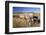 Old Horse-Drawn Wagons with the Rocky Mountains in the Background, Alberta, Canada-Miles Ertman-Framed Photographic Print