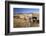 Old Horse-Drawn Wagons with the Rocky Mountains in the Background, Alberta, Canada-Miles Ertman-Framed Photographic Print