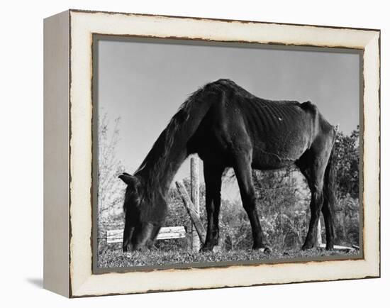 Old Horse-Jack Delano-Framed Premier Image Canvas