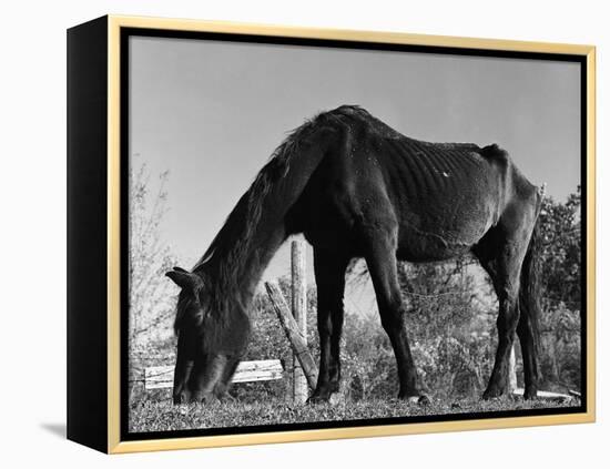 Old Horse-Jack Delano-Framed Premier Image Canvas