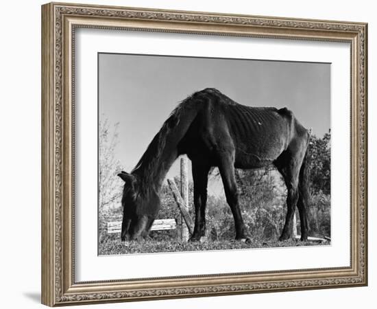 Old Horse-Jack Delano-Framed Giclee Print