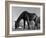 Old Horse-Jack Delano-Framed Giclee Print