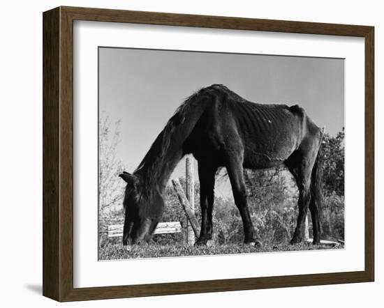 Old Horse-Jack Delano-Framed Giclee Print