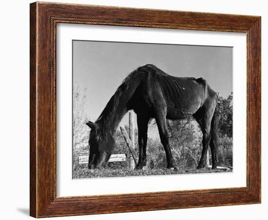 Old Horse-Jack Delano-Framed Giclee Print