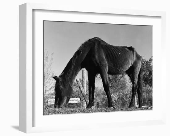 Old Horse-Jack Delano-Framed Giclee Print