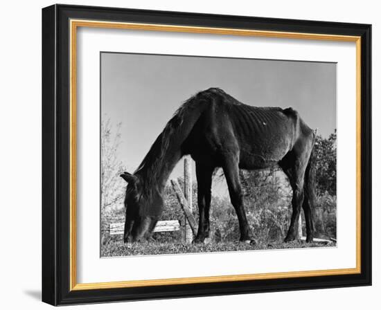 Old Horse-Jack Delano-Framed Giclee Print