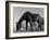 Old Horse-Jack Delano-Framed Giclee Print