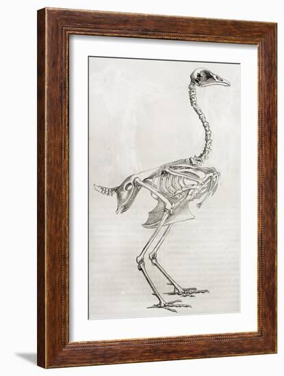 Old Illustration Of A Cock'S Skeleton-marzolino-Framed Art Print