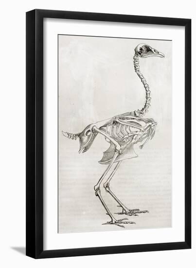 Old Illustration Of A Cock'S Skeleton-marzolino-Framed Art Print