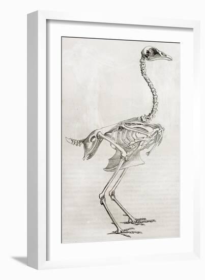 Old Illustration Of A Cock'S Skeleton-marzolino-Framed Art Print