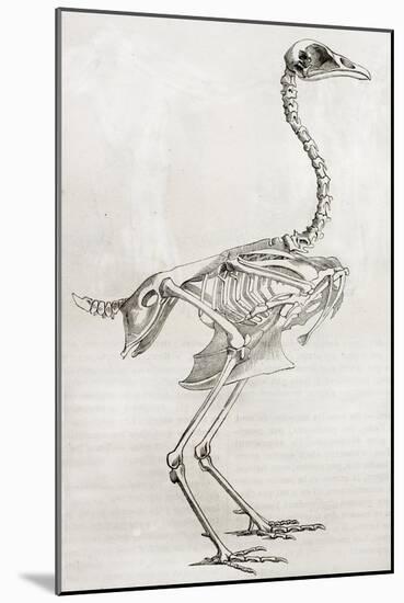 Old Illustration Of A Cock'S Skeleton-marzolino-Mounted Art Print