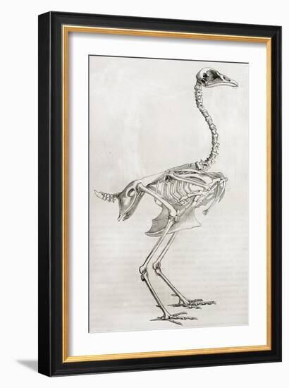 Old Illustration Of A Cock'S Skeleton-marzolino-Framed Art Print