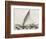 Old Illustration Of A Jangada, Traditional Fishing Boat Used In Northern Region Of Brazil-marzolino-Framed Art Print