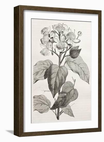 Old Illustration Of Achiote (Bixa Orellana)-marzolino-Framed Art Print