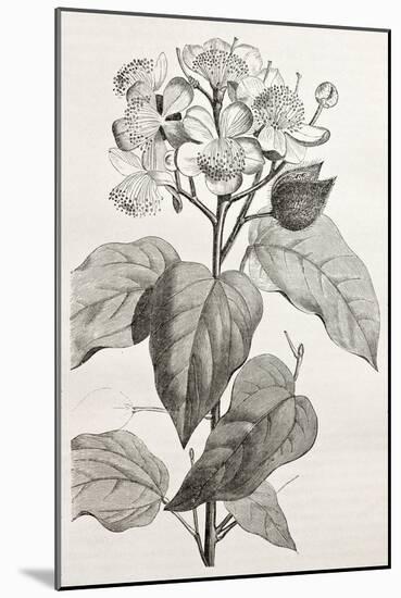 Old Illustration Of Achiote (Bixa Orellana)-marzolino-Mounted Art Print