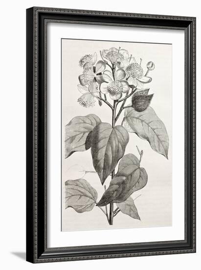 Old Illustration Of Achiote (Bixa Orellana)-marzolino-Framed Art Print