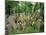 Old Jewish Cemetery, Josefov, Prague, Czech Republic, Europe-Upperhall Ltd-Mounted Photographic Print