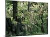 Old Jewish Cemetery, Josefov, Prague, Czech Republic-Upperhall-Mounted Photographic Print