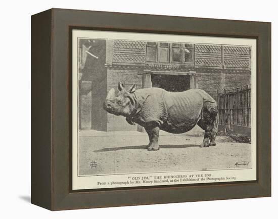 Old Jim, the Rhinoceros at the Zoo-null-Framed Premier Image Canvas