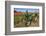 Old John Deere, Wooden Shoe Tulip Farm, Woodburn, Oregon, USA-Rick A^ Brown-Framed Photographic Print