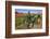 Old John Deere, Wooden Shoe Tulip Farm, Woodburn, Oregon, USA-Rick A^ Brown-Framed Photographic Print