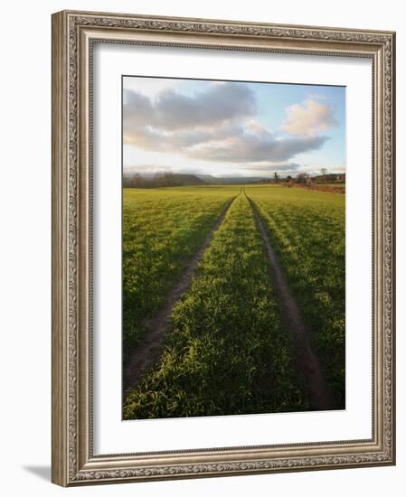 Old Lane Almost Overtaken by Grass in a Field Near Peterchurch, Golden Valey, Herefordshire-David Pickford-Framed Photographic Print