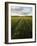 Old Lane Almost Overtaken by Grass in a Field Near Peterchurch, Golden Valey, Herefordshire-David Pickford-Framed Photographic Print