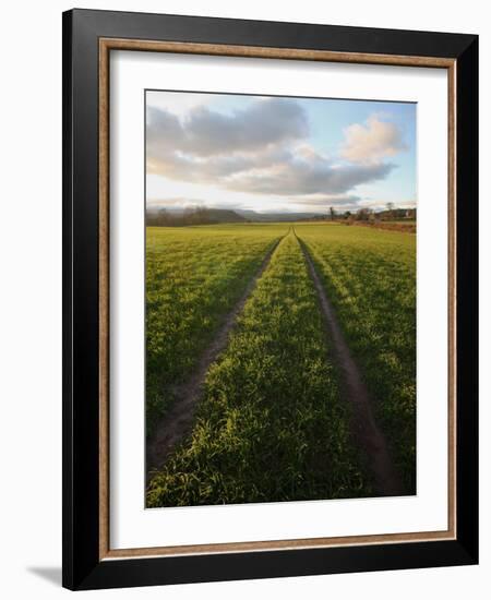 Old Lane Almost Overtaken by Grass in a Field Near Peterchurch, Golden Valey, Herefordshire-David Pickford-Framed Photographic Print