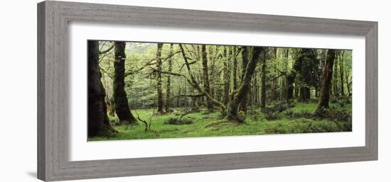 Old Lush Grown Forest, Olympic National Park, Washington State, USA-Paul Souders-Framed Photographic Print