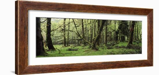 Old Lush Grown Forest, Olympic National Park, Washington State, USA-Paul Souders-Framed Photographic Print