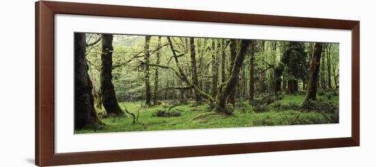 Old Lush Grown Forest, Olympic National Park, Washington State, USA-Paul Souders-Framed Photographic Print