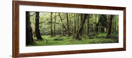 Old Lush Grown Forest, Olympic National Park, Washington State, USA-Paul Souders-Framed Photographic Print