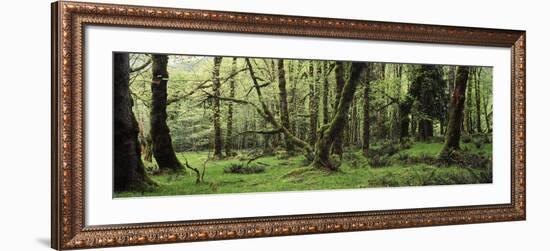 Old Lush Grown Forest, Olympic National Park, Washington State, USA-Paul Souders-Framed Photographic Print