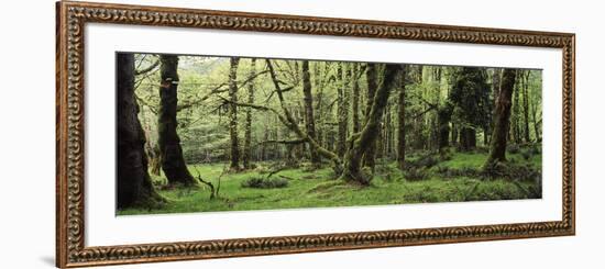 Old Lush Grown Forest, Olympic National Park, Washington State, USA-Paul Souders-Framed Photographic Print