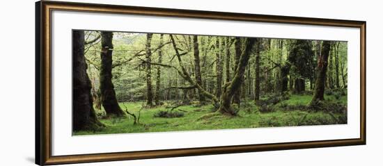 Old Lush Grown Forest, Olympic National Park, Washington State, USA-Paul Souders-Framed Photographic Print