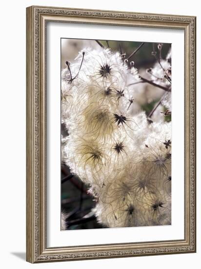 Old Man's Beard Seedheads-Dr^ Keith-Framed Photographic Print